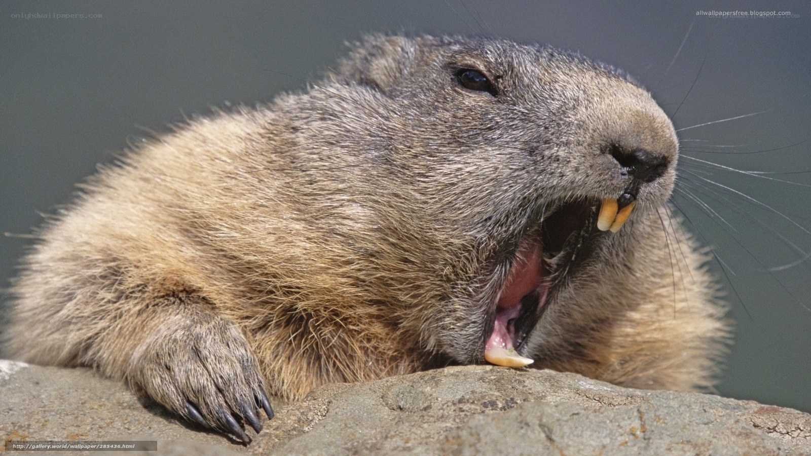 groundhog yawning on rock