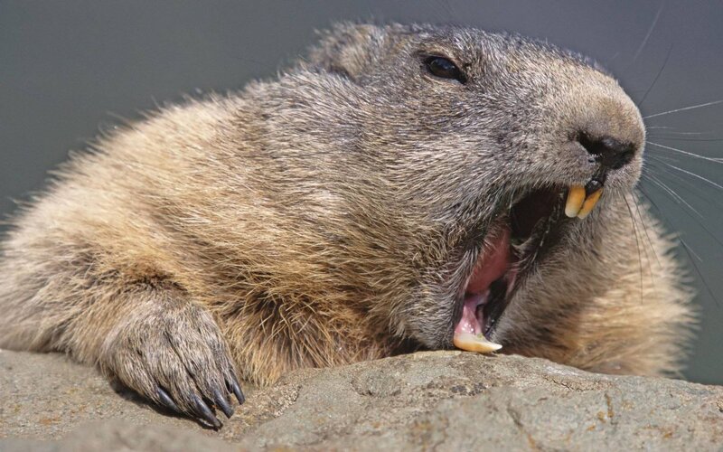 Groundhog Yawning