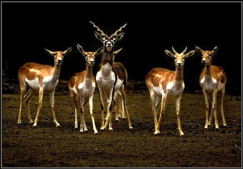 group of antelopes at night