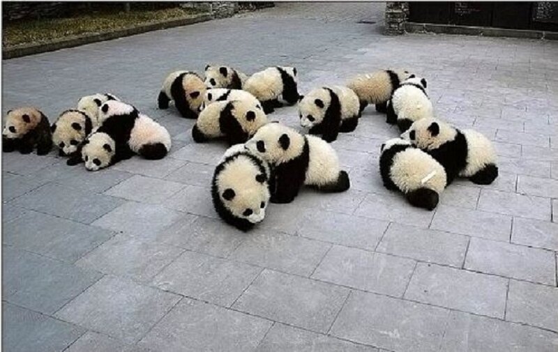 Group of baby pandas