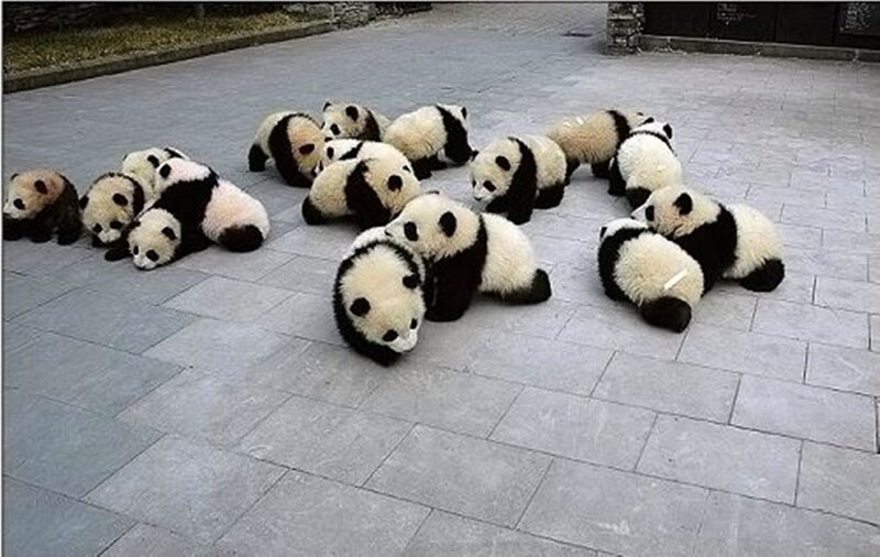 Group of baby pandas