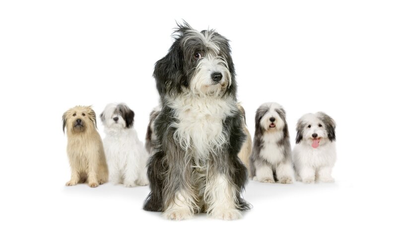 group of bearded collie dogs
