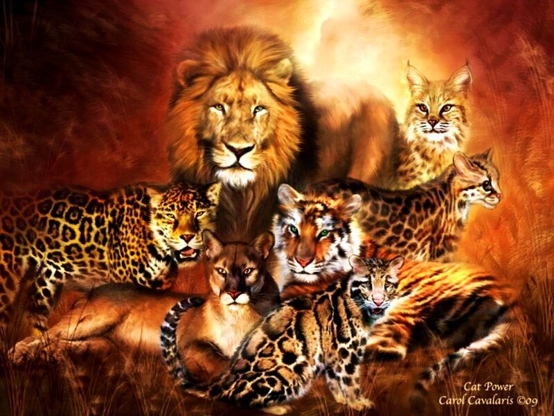 Group of Big Cats