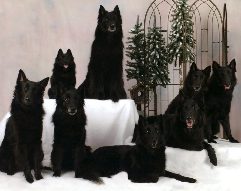 Group of black dogs in studio