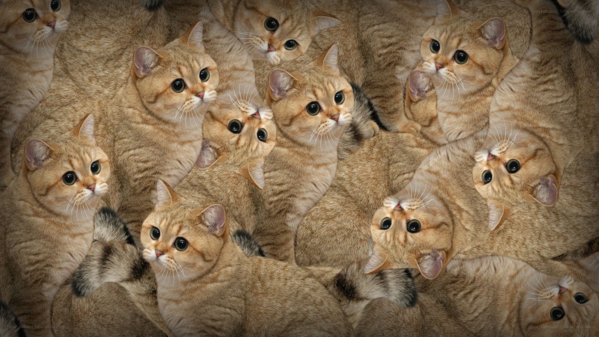 Group of cats collage