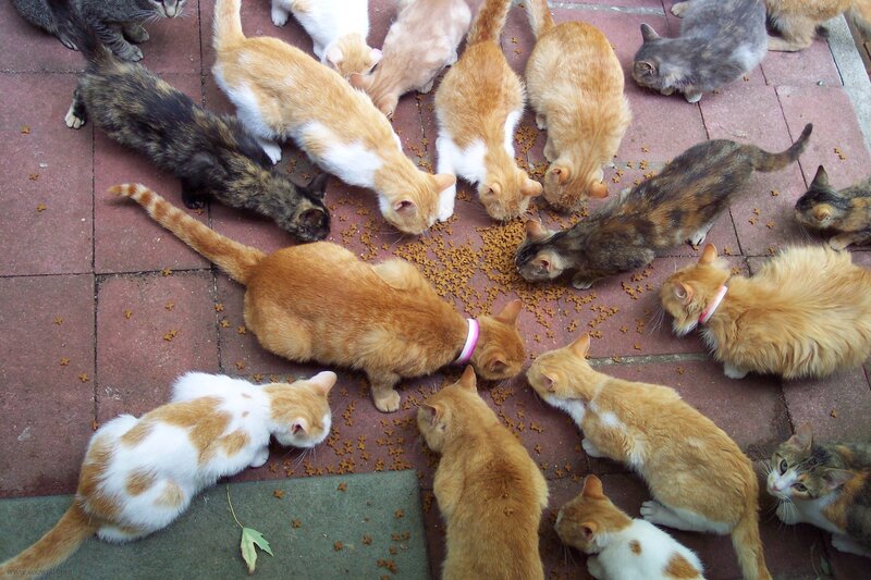 Group of Cats Eating — Orange