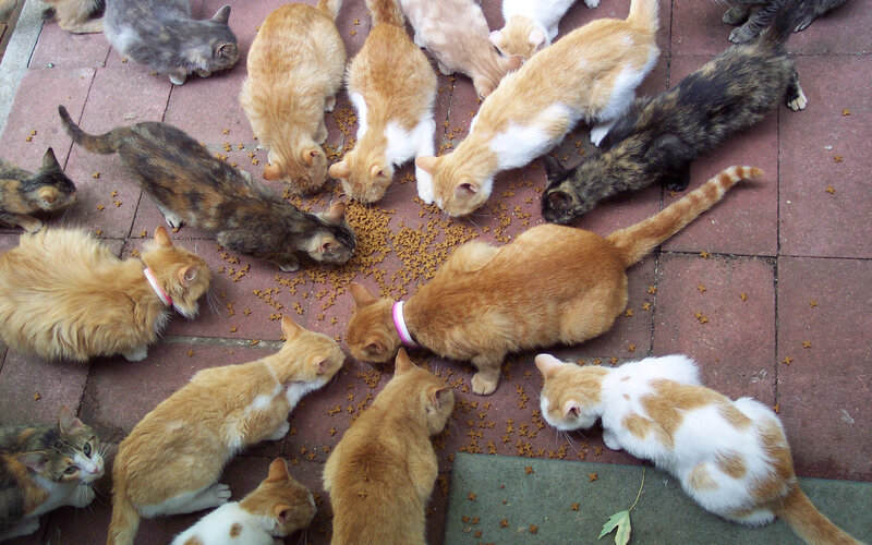 Group of Cats Eating