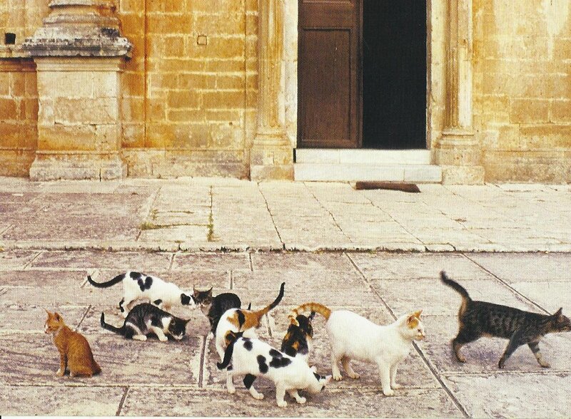 Group of Cats on Pavement