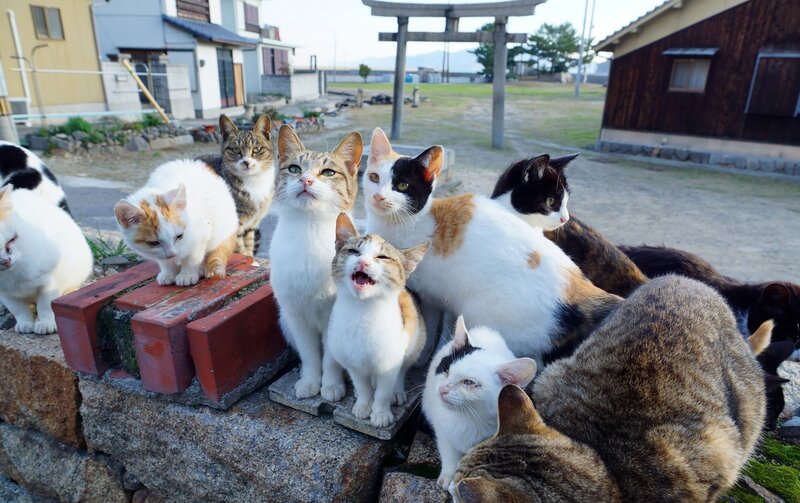 Group of Cats on Wall — White