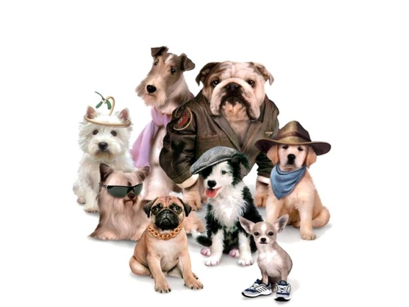 Group of Costumed Dogs