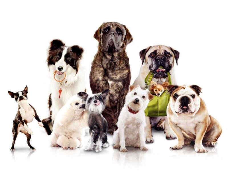 Group of Different Dog Breeds