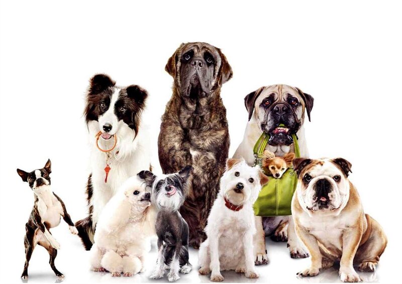 Group of Different Dog Breeds — White