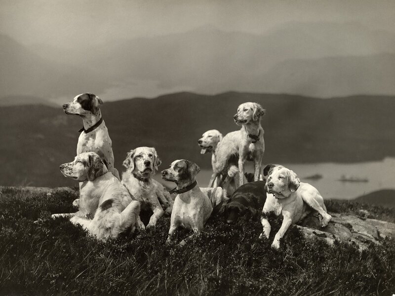 Group of dogs on a hill