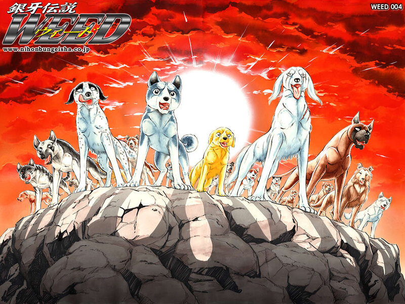 Group of Dogs on Rock