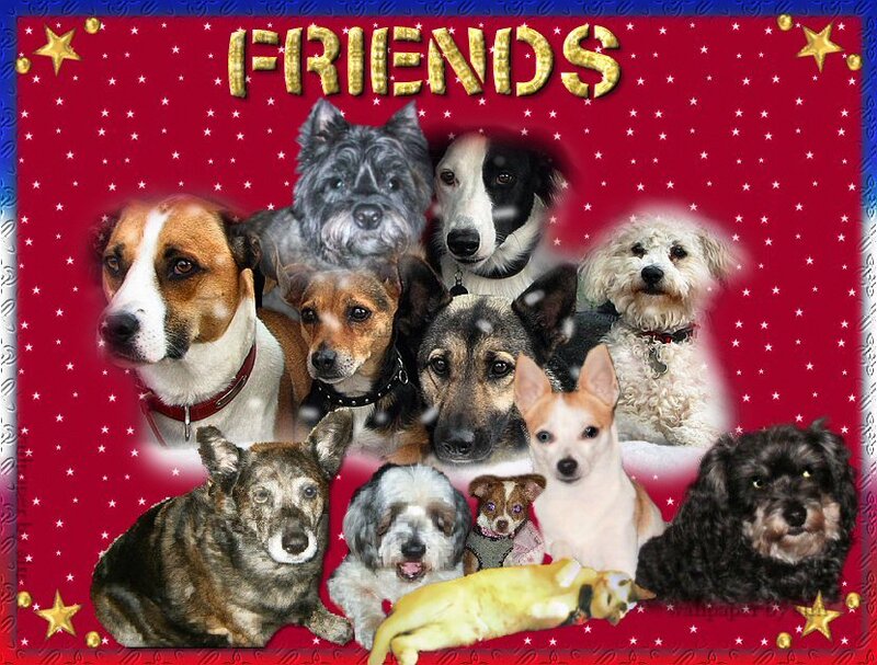 Group of Dogs
