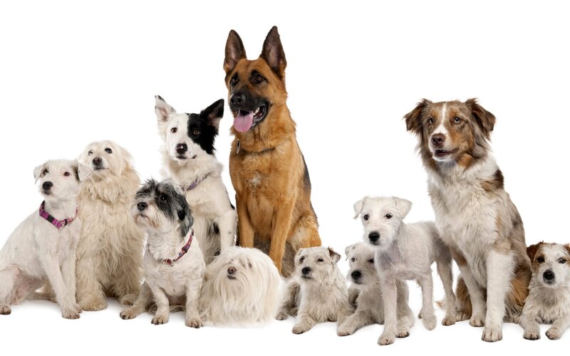 Group of Dogs — White, Neutral