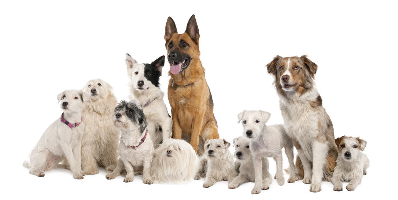 Group of Dogs — White