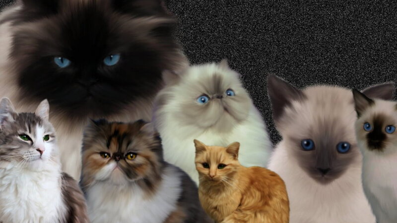 Group of Fluffy Cats