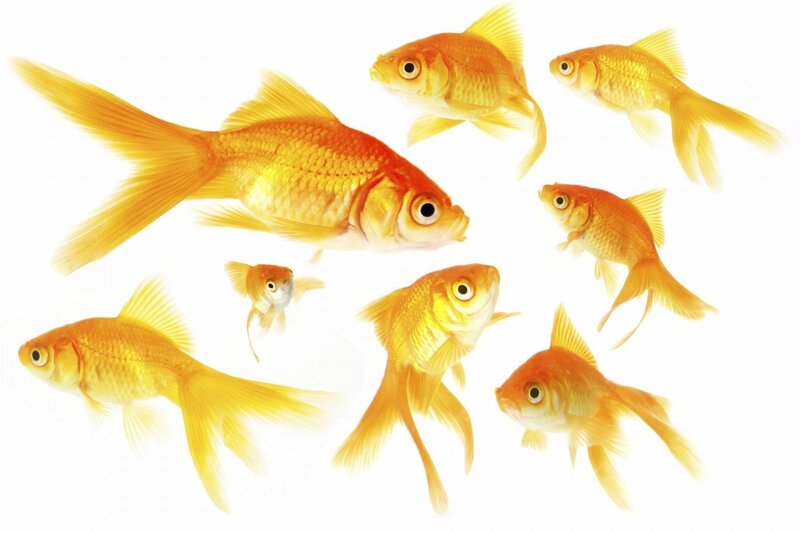 Group of goldfish swimming