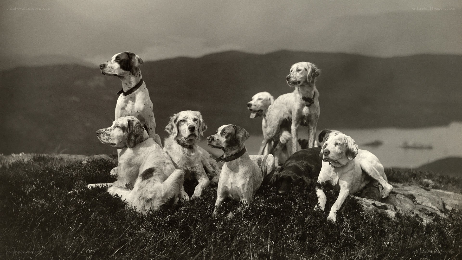 Group of hunting dogs on a hill