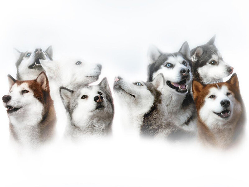 Group of Husky Dogs