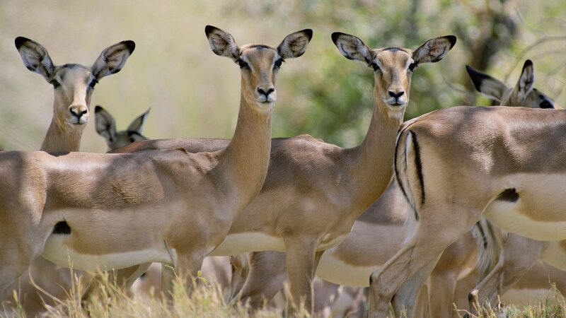 Group of impalas in savanna