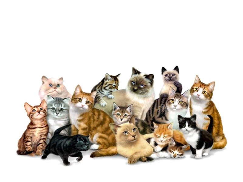 Group of Kittens