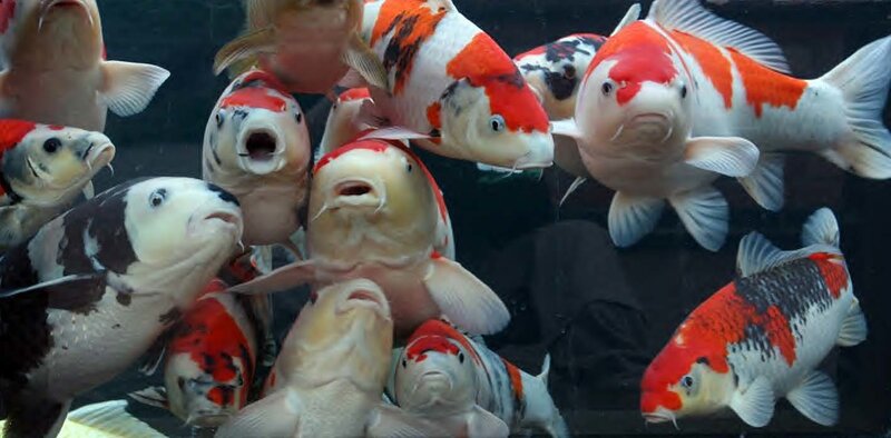 Group of koi fish in water