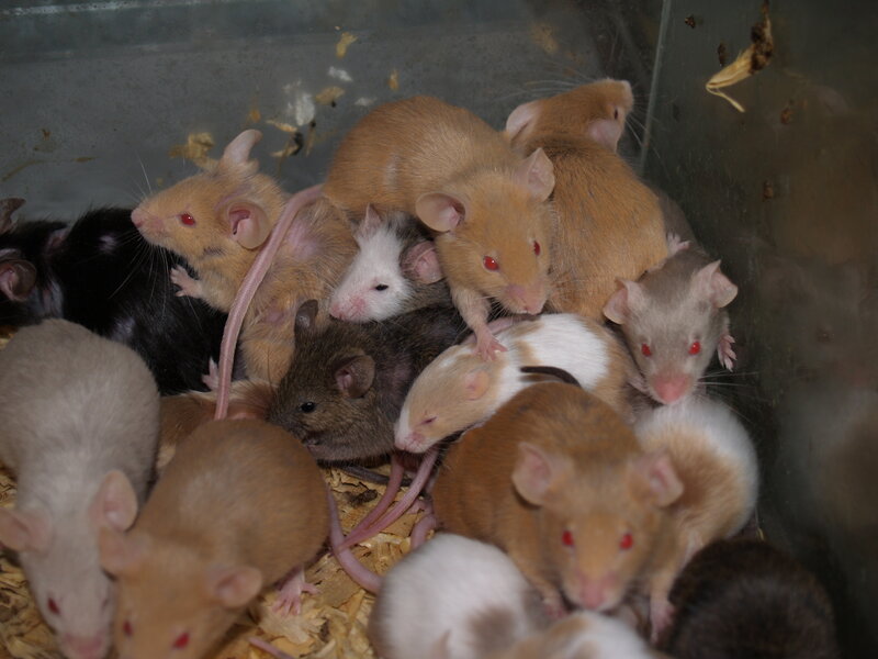 group of mice in a container