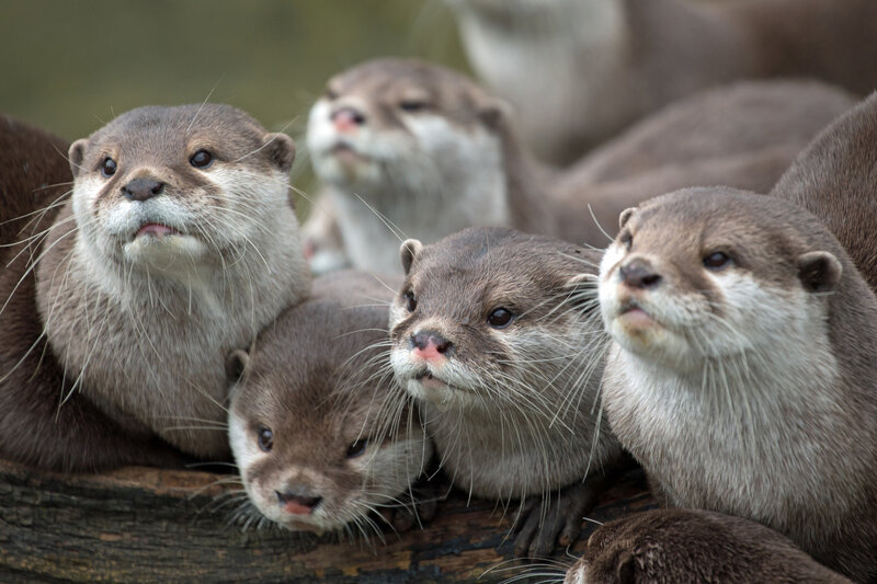 Group of otters on a log