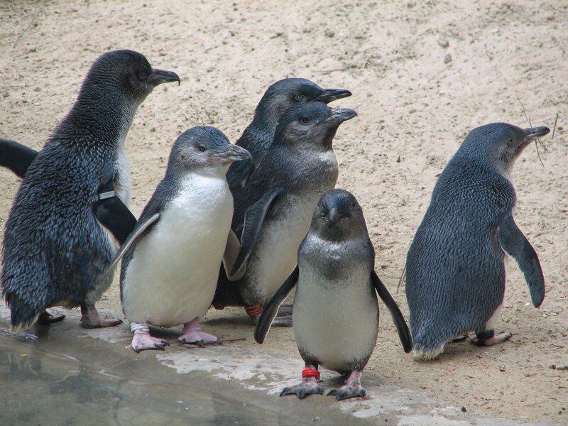 group of penguins on sand