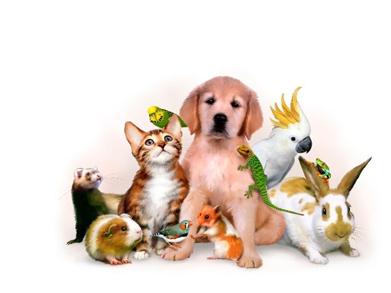 Group of Pets Together — White