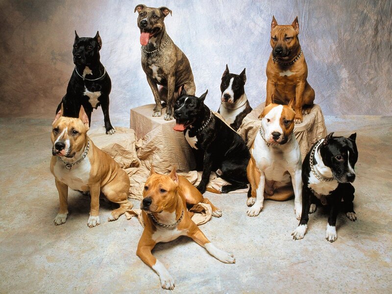 Group of pit bull dogs