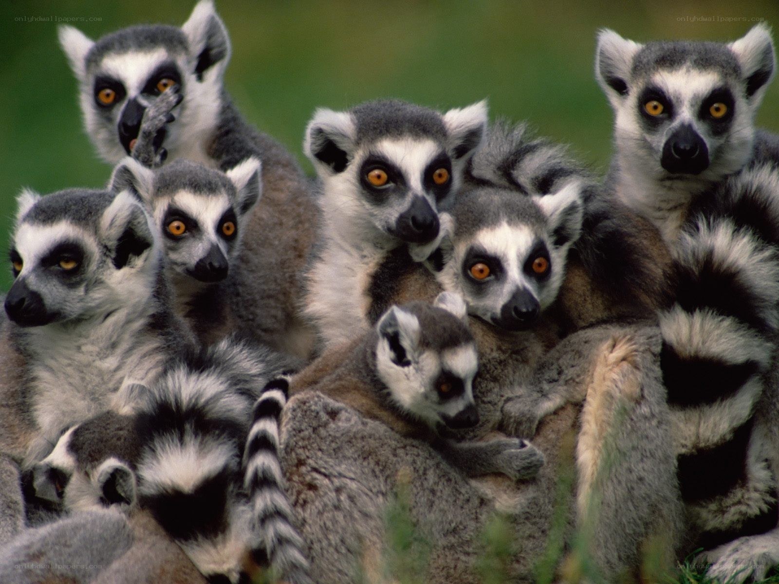 Group of ring-tailed lemurs