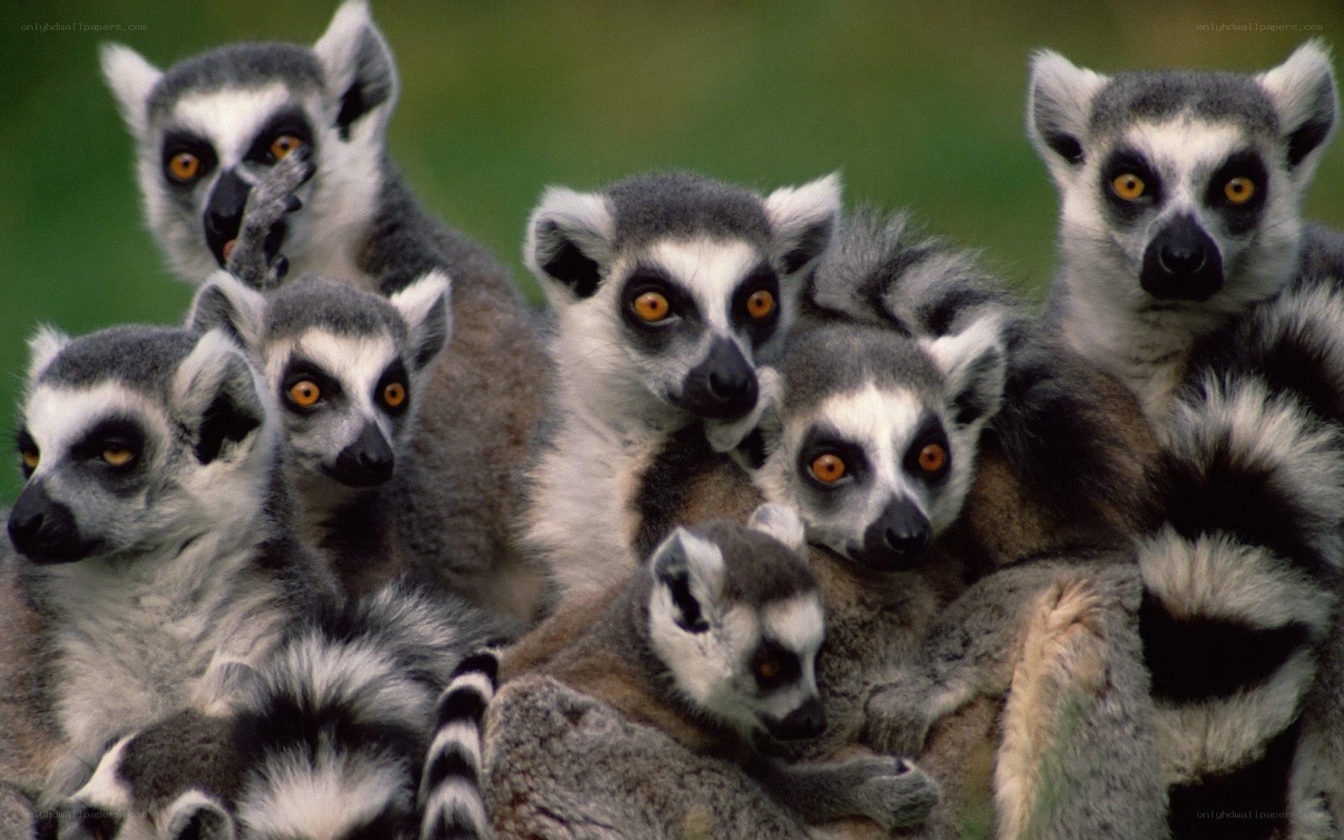 Group of ring-tailed lemurs