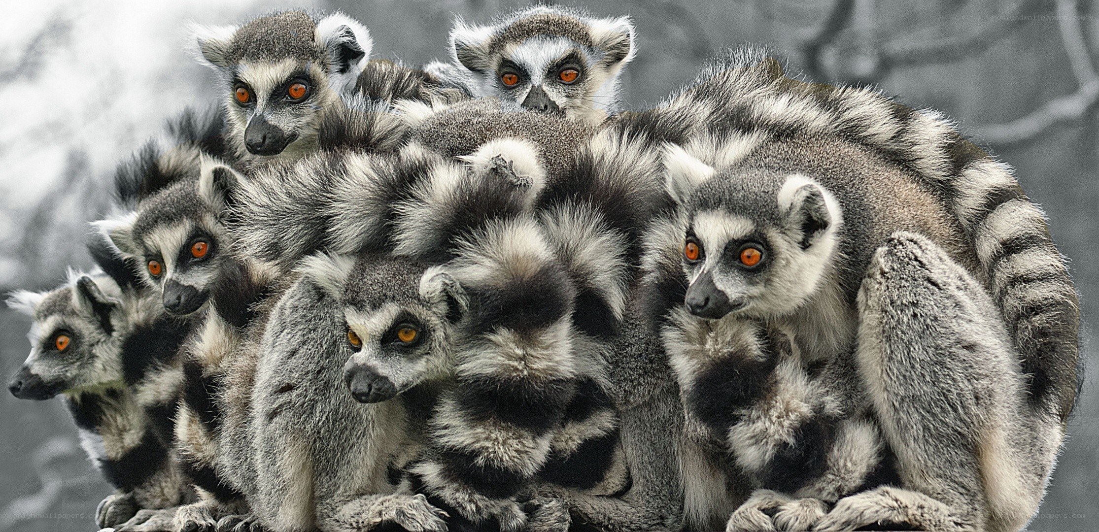 Group of ring-tailed lemurs
