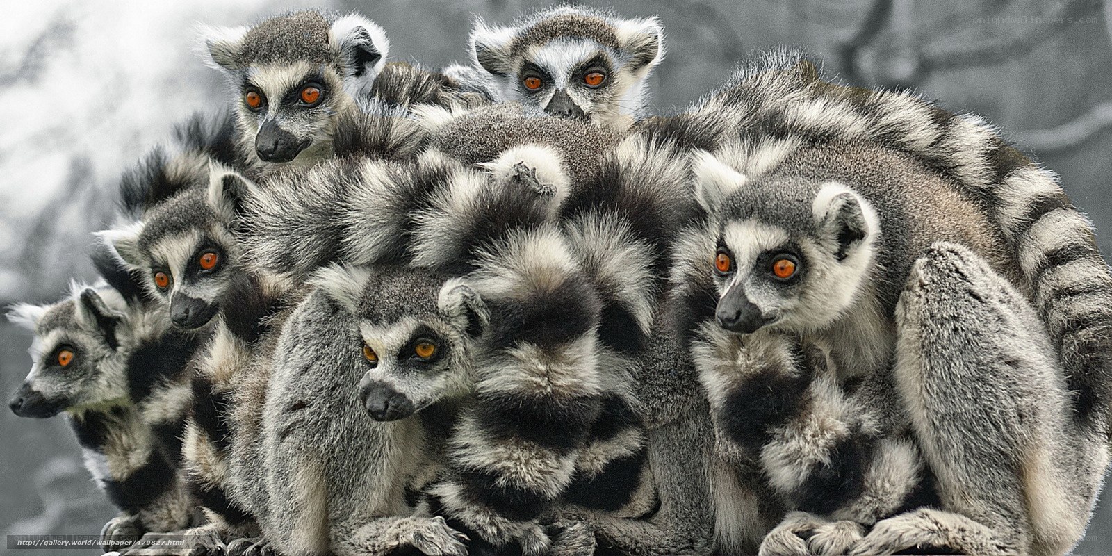 Group of ring-tailed lemurs