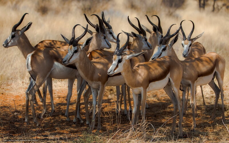 Group of springboks in savanna