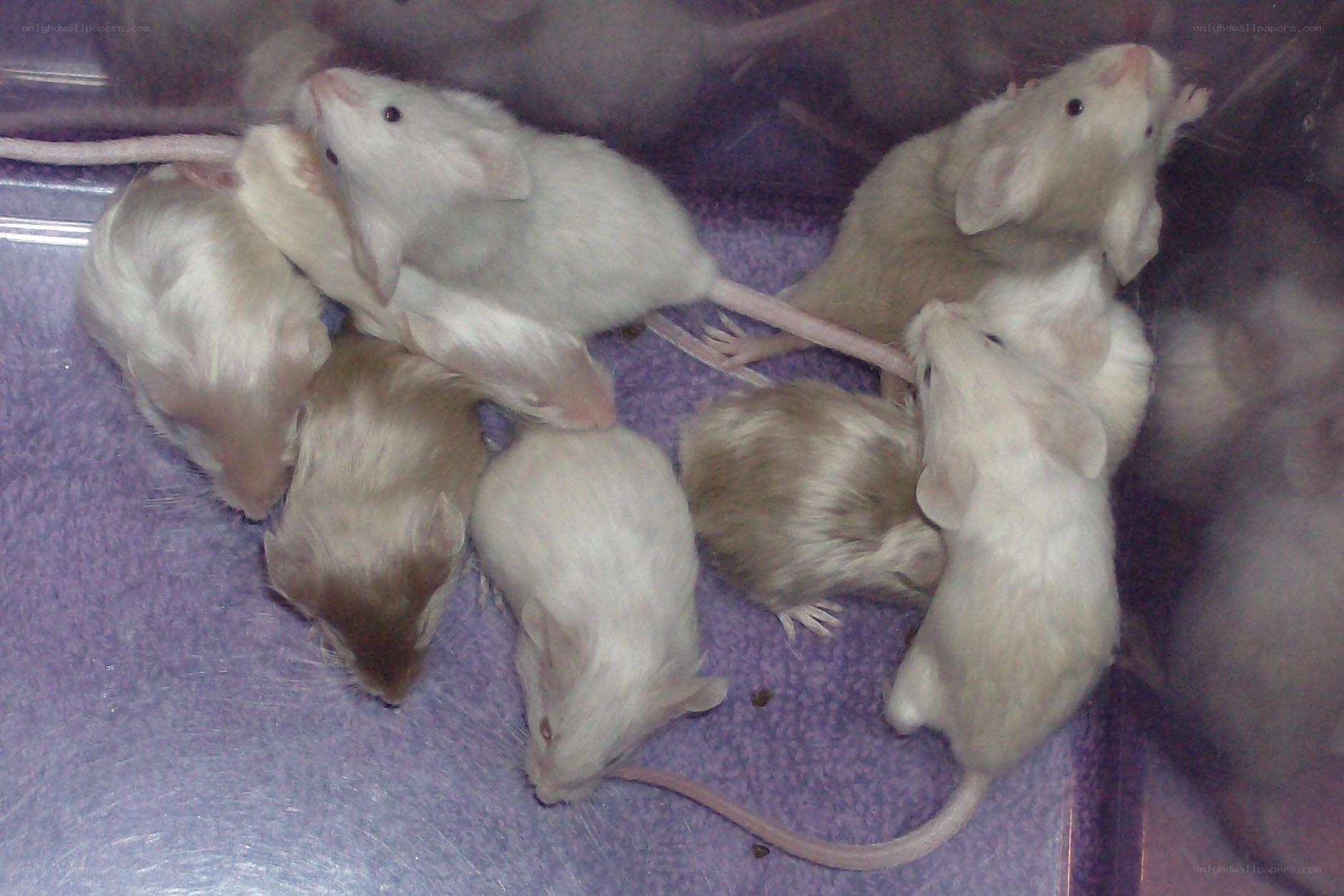 group of white mice