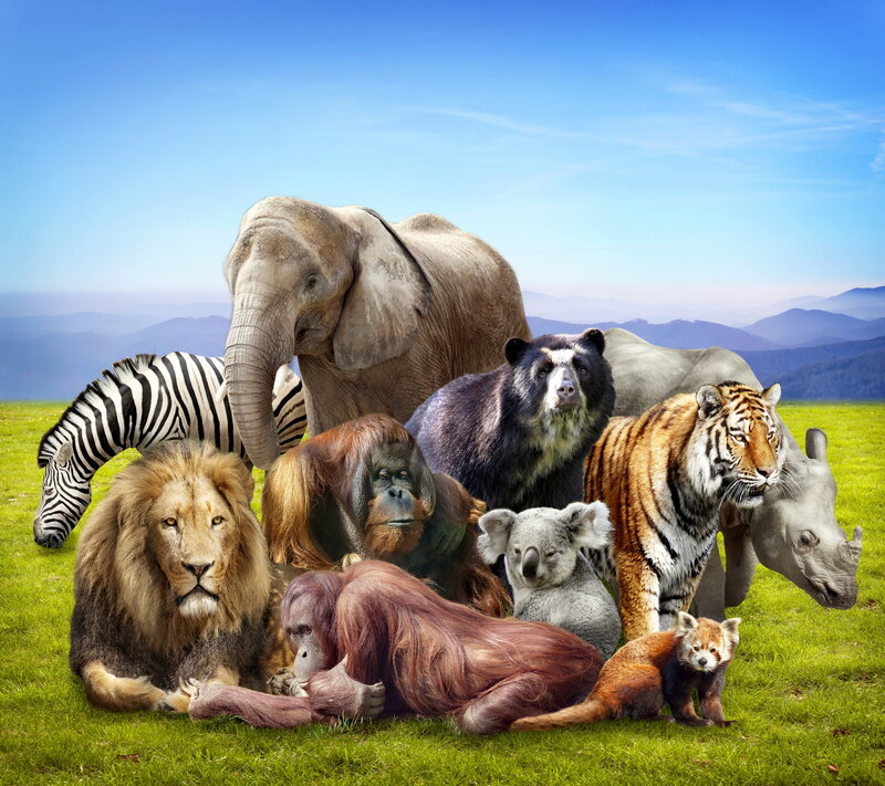 Group of Wild Animals