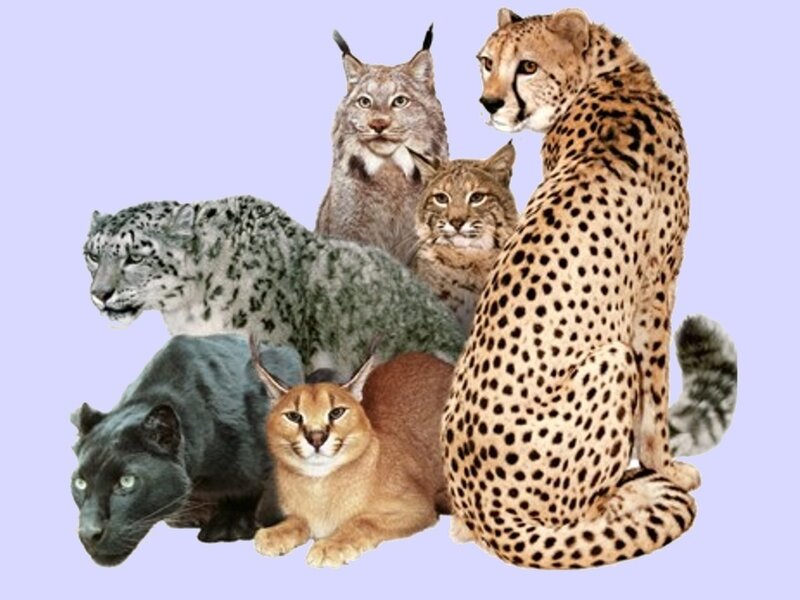 Group of wild cats