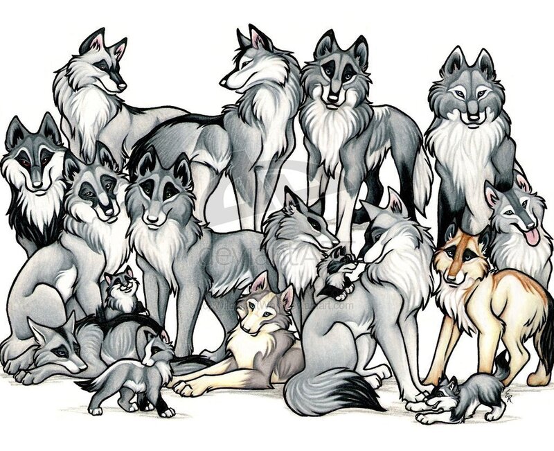 Group of Wolves and Pups