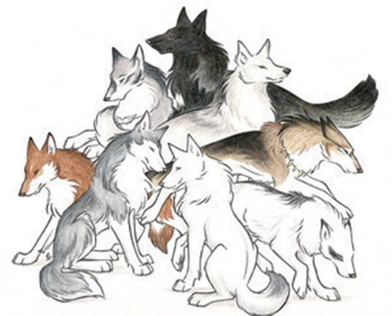 Group of Wolves