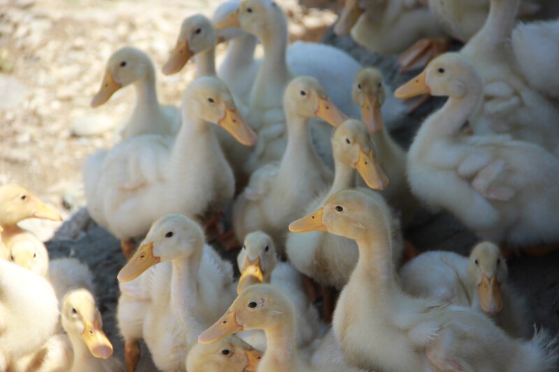 group of young white ducks