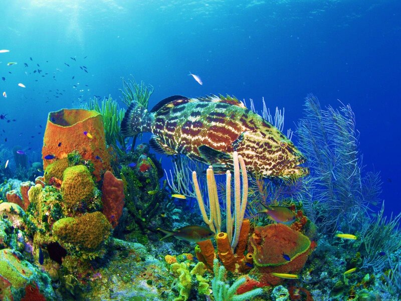 Grouper Fish in Coral Reef