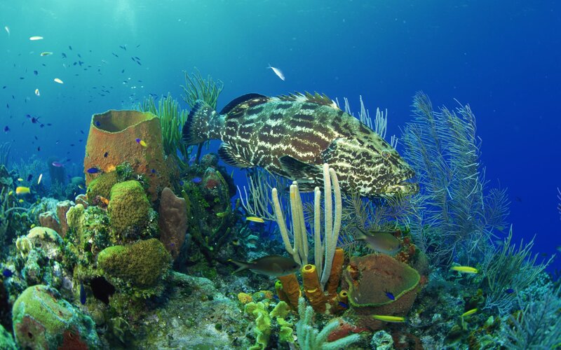 Grouper Fish on Reef — Blue, Serene, Photograph
