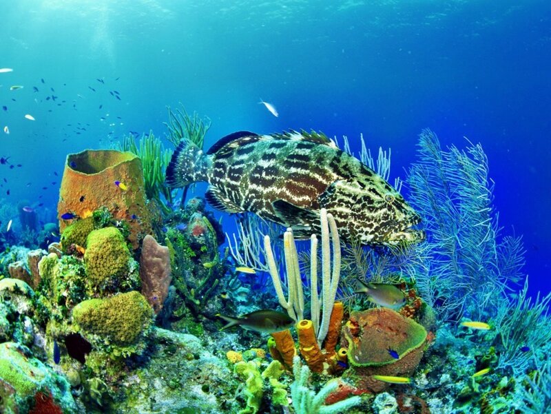 Grouper Fish on Reef