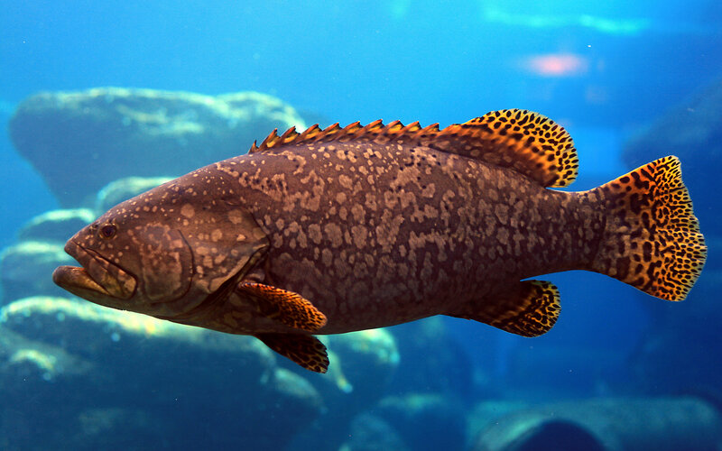 Grouper Fish Swimming
