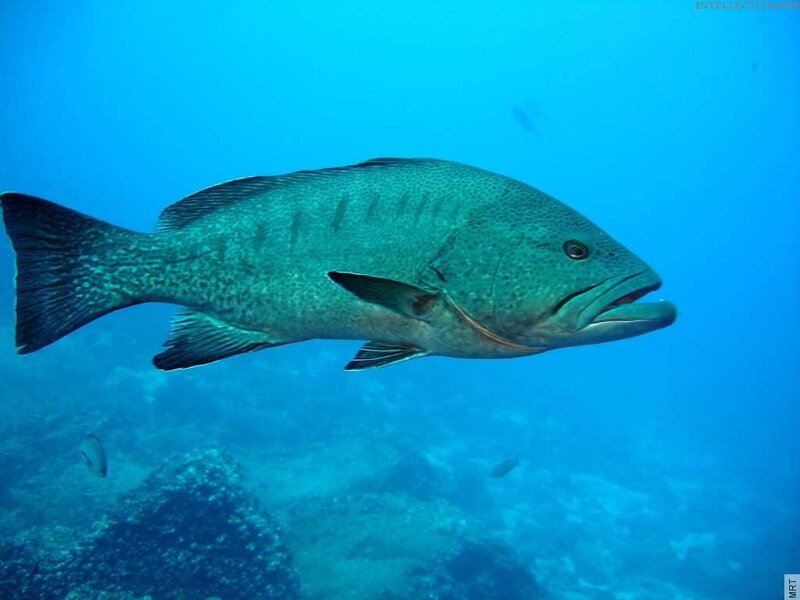 grouper fish underwater