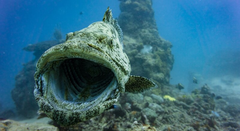 Grouper Fish Underwater — Blue, Calm